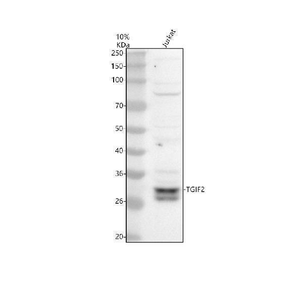 Western blot analysis of TGIF2 using anti-TGIF2 antibody (A08499-2)