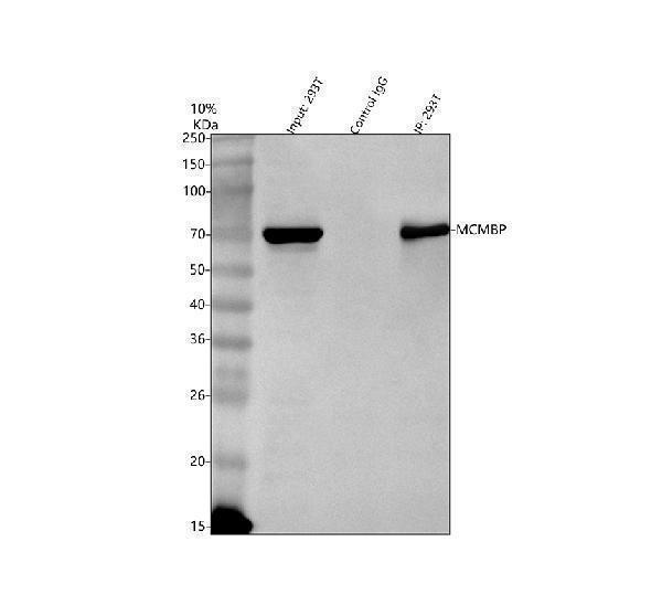 a08501 1 mcmbp primary antibodies ip testing 2