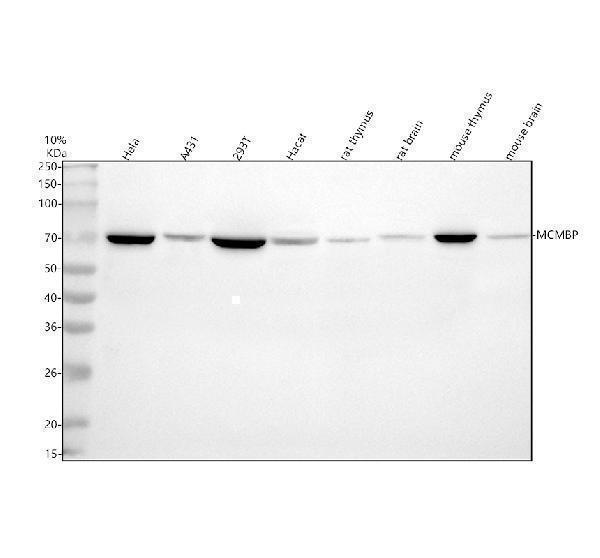 a08501 1 mcmbp primary antibodies wb testing 1
