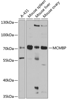 Western blot analysis of extracts of various cell lines, using MCMBP antibody  at 1:1000 dilution