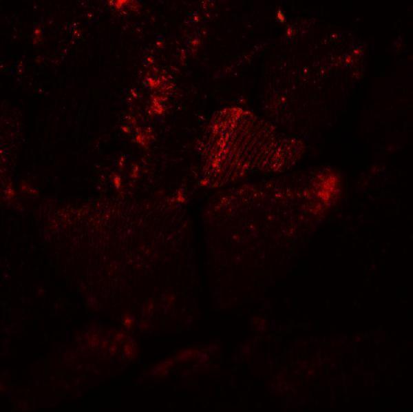 a08502 myh8 primary antibodies if testing 3
