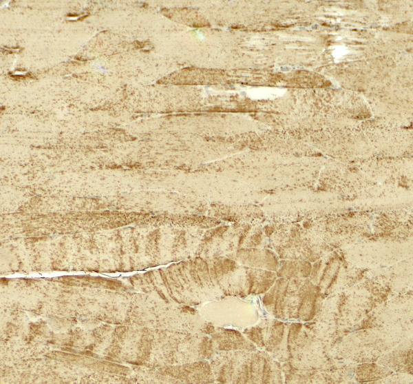 a08502 myh8 primary antibodies ihc testing 2
