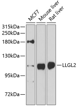 a08503 llgl2 primary antiboties wb testing 1