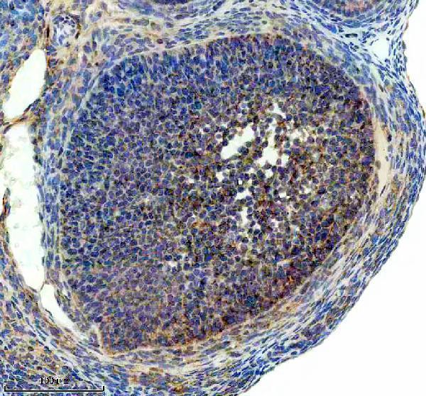 a08504 laptm4b primary antibodies ihc testing 3