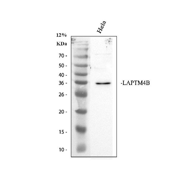 a08504 laptm4b primary antibodies wb testing 1