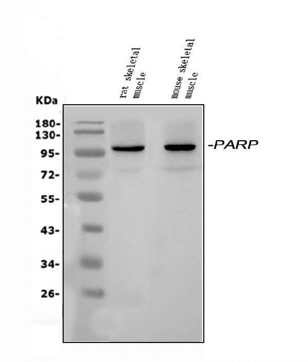 a08508 1 parp9 primary antibodies wb testing 1