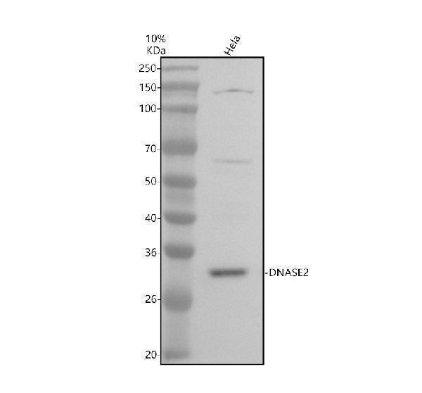 Western blot analysis of DNASE2 using anti-DNASE2 antibody (A08512-1)