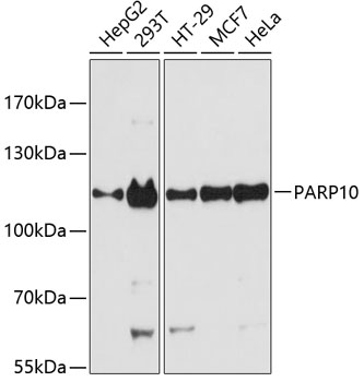 a08514 parp10 primary antiboties wb testing 1