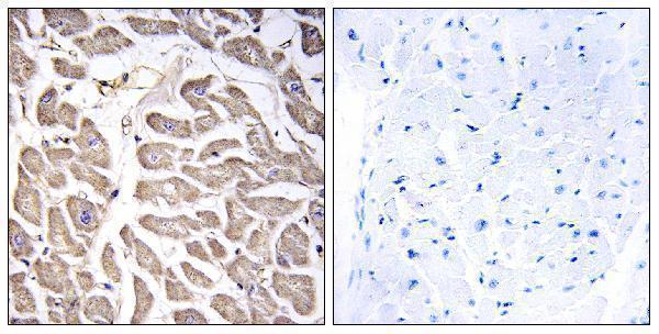a08515 brwd3 primary antibodies ihc testing 1