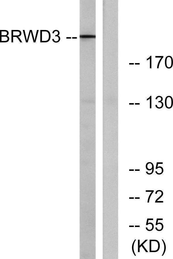a08515 brwd3 primary antibodies wb testing 2