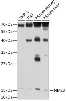 Western blot analysis of extracts of various cell lines, using NME3 antibody  at 1:1000 dilution