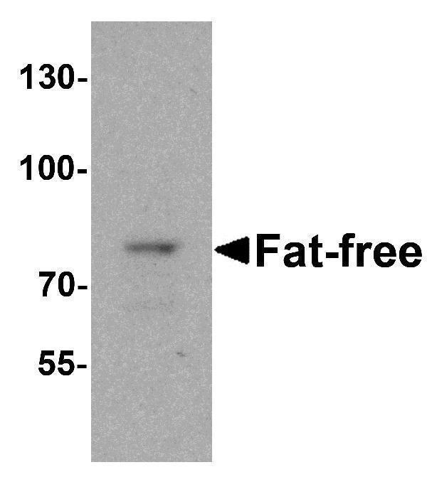 a08518 c11orf2 primary antibodies wb testing 1