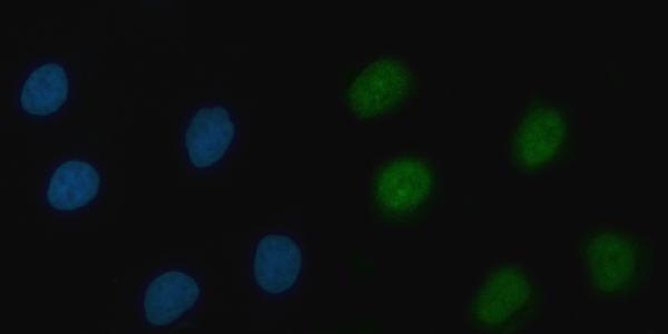a08519 2 thap11 primary antibodies if testing 7