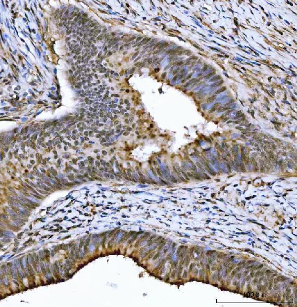 a08519 2 thap11 primary antibodies ihc testing 4