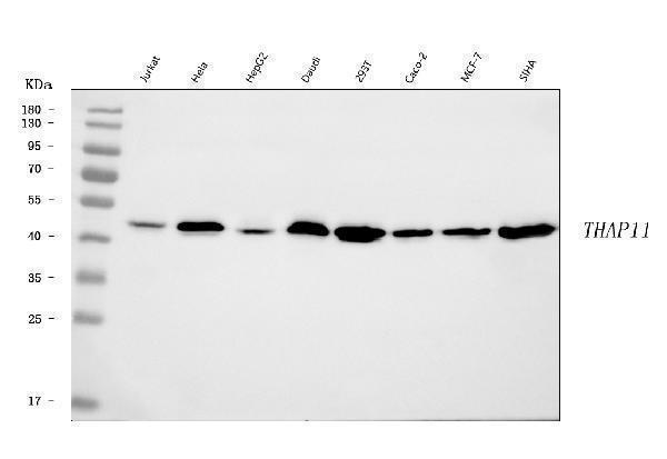  Western blot analysis of THAP11 using anti-THAP11 antibody (A08519-2)