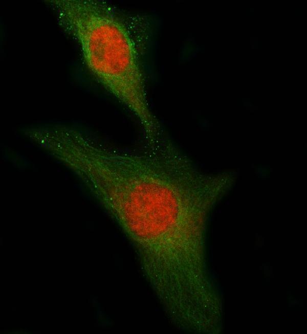 a08522 plekhg5 primary antibodies if testing 8
