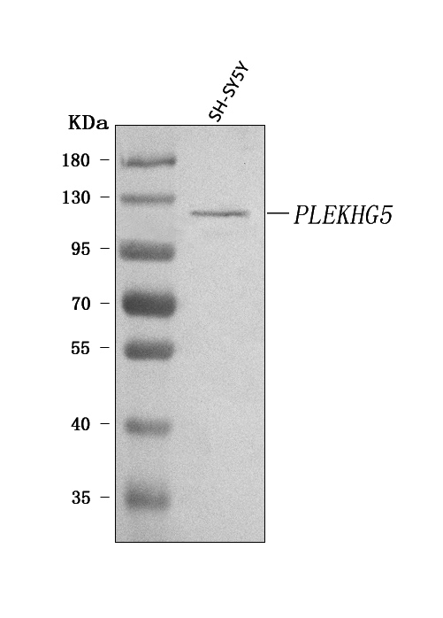 a08522 plekhg5 primary antibodies wb testing 1