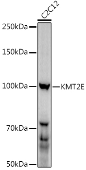 a08526 kmt2e primary antiboties wb testing 1