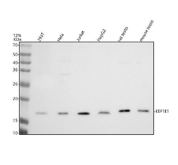 Western blot analysis of EEF1E1 using anti-EEF1E1 antibody (A08532-4)