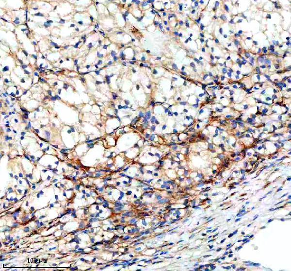 a08533 2 map1lc3c primary antibodies ihc testing 3