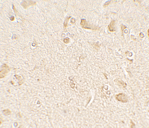 a08533 map1lc3c primary antibodies ihc testing 2