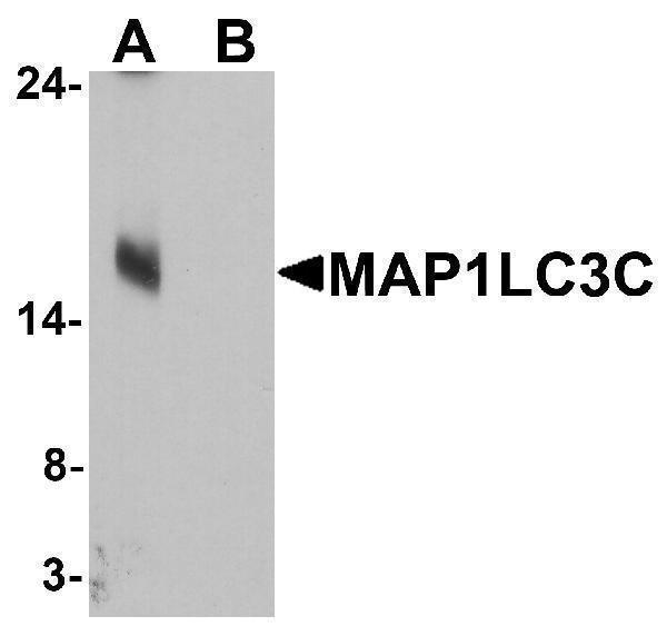 a08533 map1lc3c primary antibodies wb testing 1