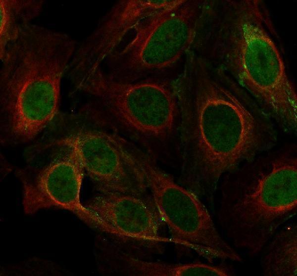 a08536 drap1 primary antibodies if testing 1