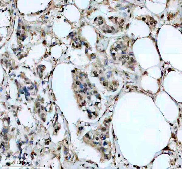 a08536 drap1 primary antibodies ihc testing 1