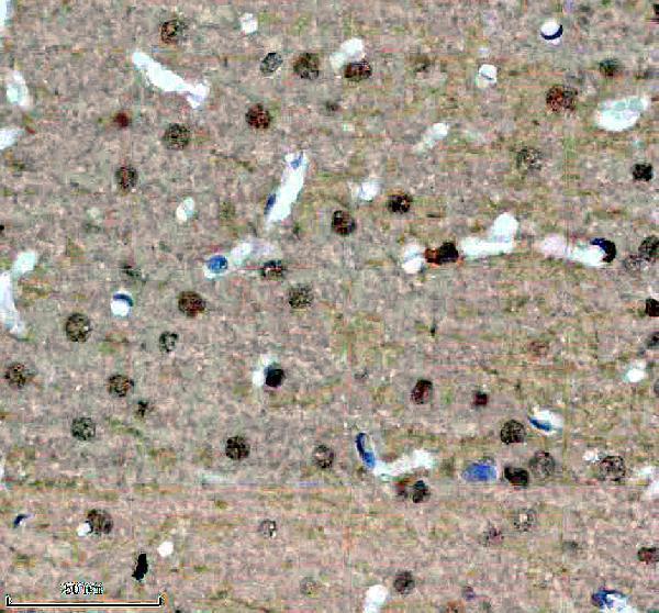 a08536 drap1 primary antibodies ihc testing 3