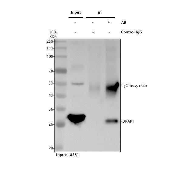 a08536 drap1 primary antibodies ip testing 1
