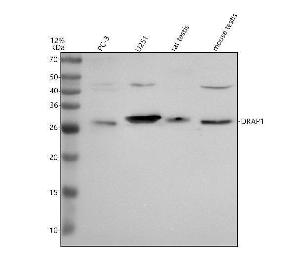a08536 drap1 primary antibodies wb testing 1