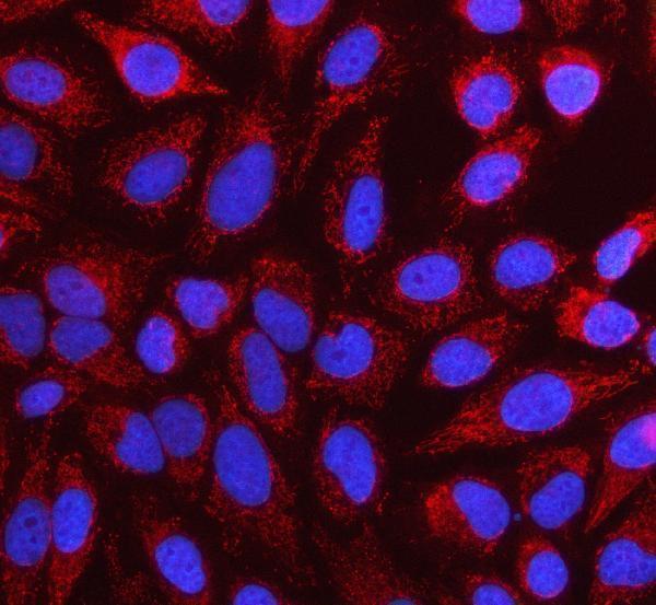  IF analysis of NUBP1 using anti-NUBP1 antibody (A08538-1)