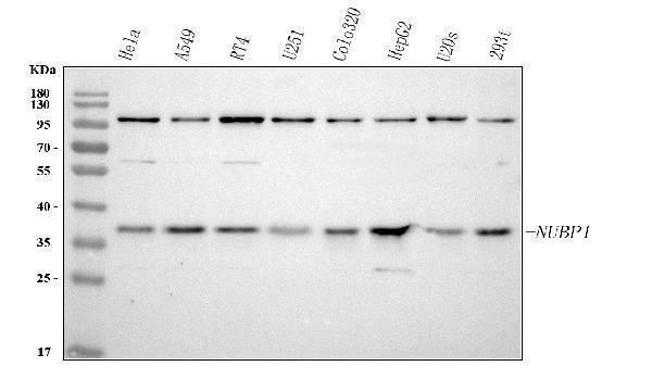  Western blot analysis of NUBP1 using anti-NUBP1 antibody (A08538-1)