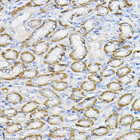 Immunohistochemistry of paraffin-embedded mouse kidney using NUBP1 Rabbit pAb  at dilution of 1:100 