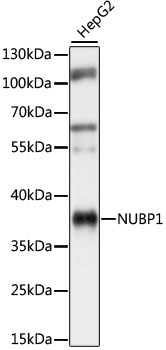 Western blot analysis of extracts of HepG2 cells, using NUBP1 antibody  at 1:1000 dilution