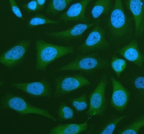  IF analysis of NANS using anti-NANS antibody (A08540-2)