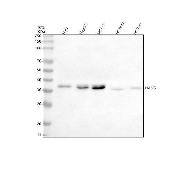  Western blot analysis of NANS using anti-NANS antibody (A08540-2)