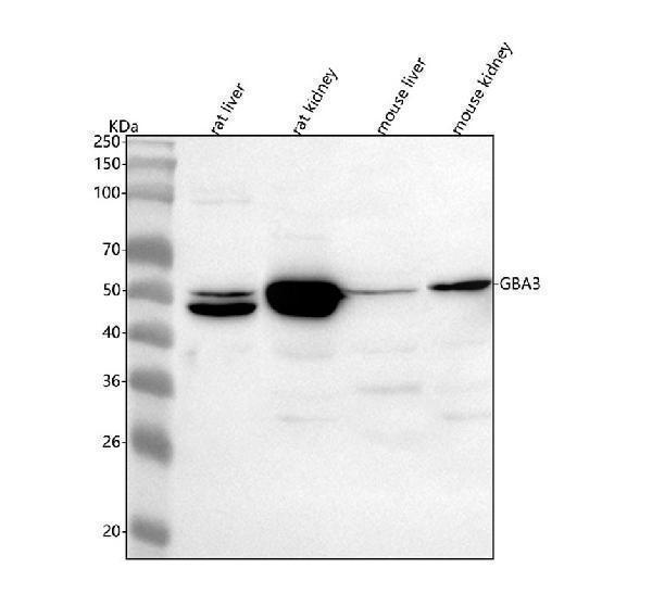  Western blot analysis of GBA3 using anti-GBA3 antibody (A08549-2)