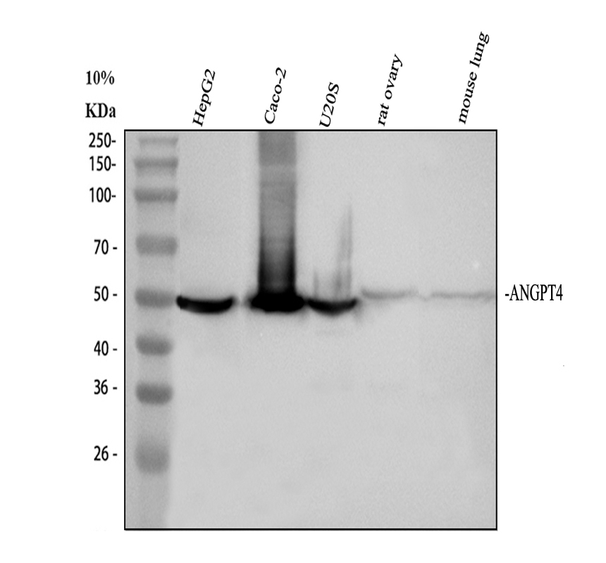 Western blot analysis of ANGPT4 using anti-ANGPT4 antibody (A08553-2)