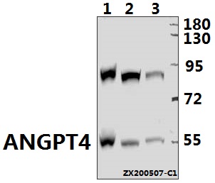 Western blot (WB) analysis of ANGPT4 pAb at 1:500 dilution
Lane1:HCC827 whole cell lysate(40ug)
Lane2:H460 whole cell lysate(40ug)
Lane3:H1792 whole cell lysate(40ug)