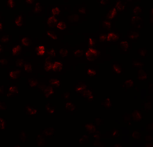 Immunofluorescence of APC11 in 3T3 cells with APC11 antibody at 20 μg/mL