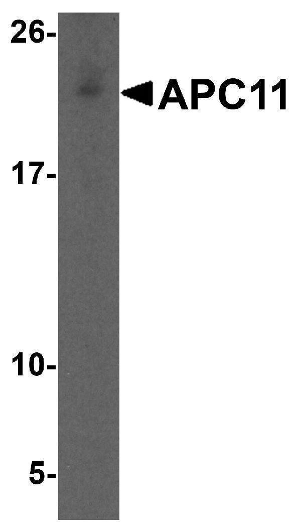 Western blot analysis of APC11 in HeLa cell lysate with APC11 antibody at 1 μg/mL