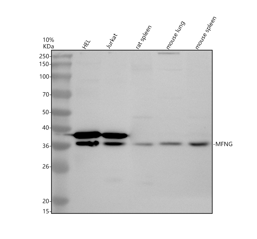 Western blot analysis of MFNG using anti-MFNG antibody (A08558-3)