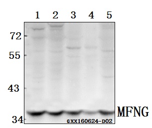 a08558 mfng primary antiboties wb testing 1