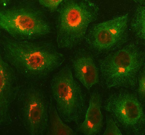 a08560 1 helb primary antibodies if testing 1