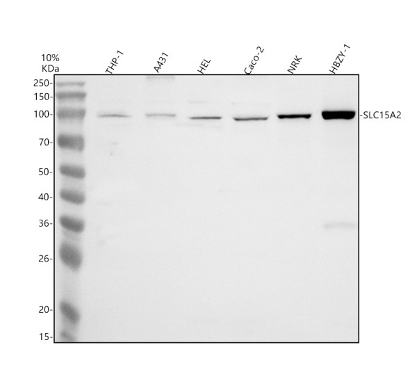 a08564 slc15a2 primary antibodies wb testing 1
