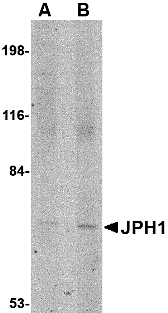 Western blot analysis of JPH1 in 293 cell lysate with JPH1 antibody at (A) 1 and (B) 2 μg/mL