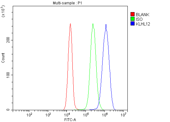 a08568 2 klhl12 primary antibodies fcm testing 10