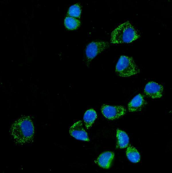 a08568 2 klhl12 primary antibodies if testing 9