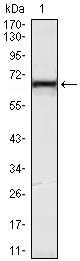 a08568 klhl12 primary antibodyes wb testing 1